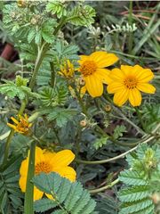 Tagetes zypaquirensis