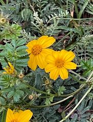 Tagetes zypaquirensis