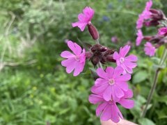 Silene dioica