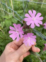 Silene dioica