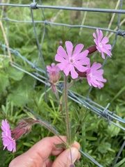 Silene dioica