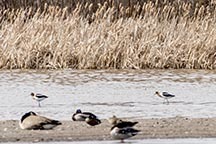 Recurvirostra americana