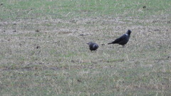 Corvus monedula