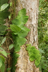 Rhaphidophora