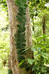 Rhaphidophora