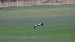 Ardea cinerea