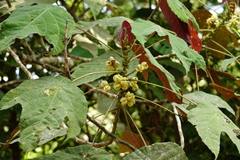 Macaranga triloba