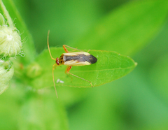 Adelphocoris suturalis