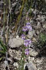 Penstemon jamesii