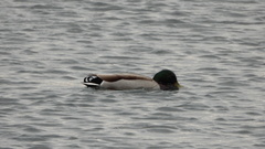 Anas platyrhynchos
