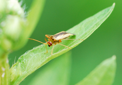 Adelphocoris suturalis