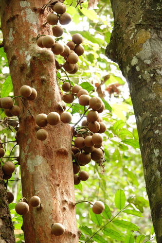 Stelechocarpus burahol, photograph 2