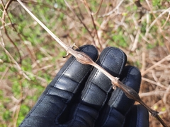 Neolasioptera clematidis