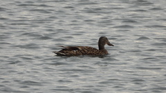 Anas platyrhynchos