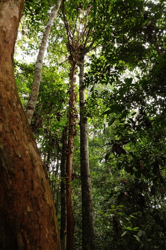 Stelechocarpus burahol, photograph 3