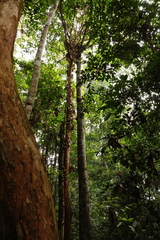 Stelechocarpus burahol