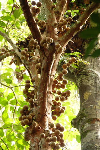 Stelechocarpus burahol, photograph 4