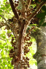 Stelechocarpus burahol