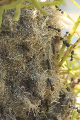 Crematogaster peringueyi