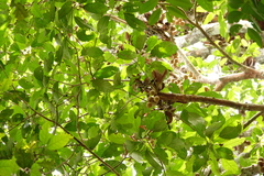 Stelechocarpus burahol