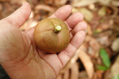 Stelechocarpus burahol, photograph 5