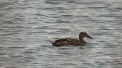 Anas platyrhynchos