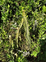 Pleopeltis lepidopteris