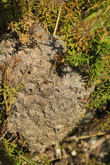 Crematogaster peringueyi