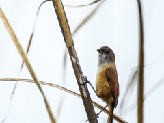 Chrysomma altirostre