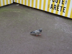 Columba livia domestica
