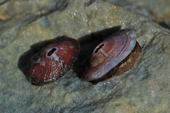 Fissurella mutabilis