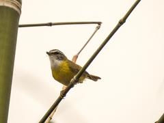 Abroscopus superciliaris
