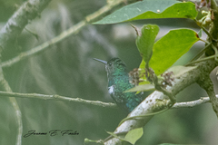 Chlorostilbon mellisugus