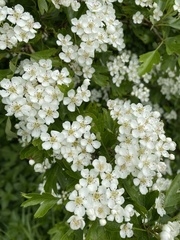 Crataegus