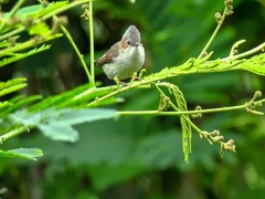 Staphida castaniceps