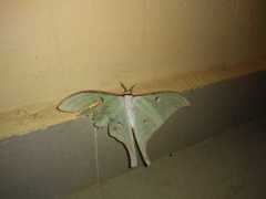 Actias