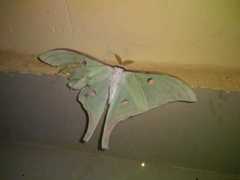 Actias