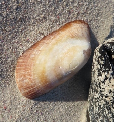 Cymbula compressa