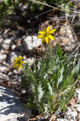 Berlandiera macvaughii