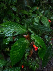 Begonia longirostris