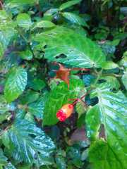 Begonia longirostris