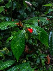 Begonia longirostris