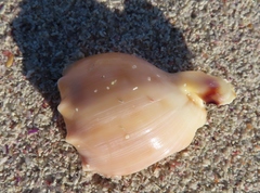 Semicassis zeylanica