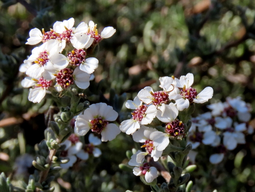 Cape Snow Bush