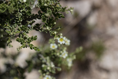 Mortonia scabrella