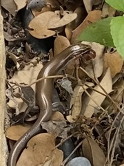 Plestiodon tetragrammus