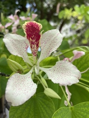 Bauhinia monandra