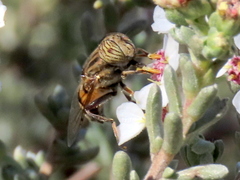 Eristalinus barclayi