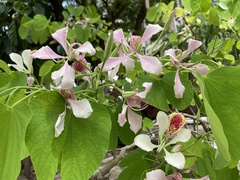 Bauhinia monandra