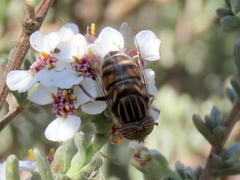 Eristalinus barclayi